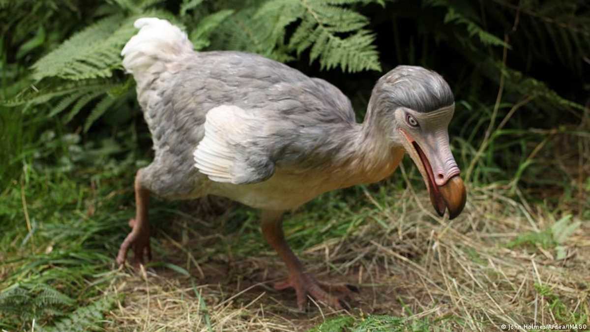 अब डोडो पक्षी को फिर से जिंदा करने की कोशिश होगी अब डोडो पक्षी को फिर से जिंदा करने की कोशिश होगी